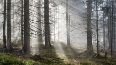 Natural spruce forest with morning fog, sunbeams break through the fog, at the Dreisesselberg,
