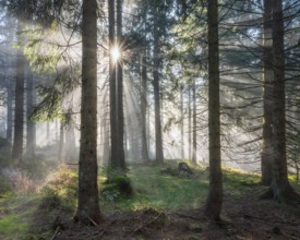 Natural spruce forest with morning fog, sunbeams break through the fog, at the Dreisesselberg,