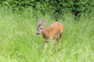 A female roe deer (Capreolus capreolus) crosses a green meadow. Bavaria, Germany