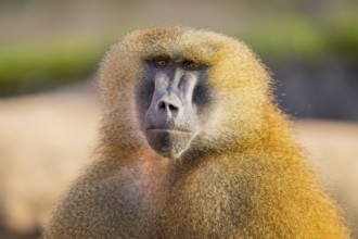 Guinea baboon (Papio papio), portrait, Bavaria, Germany Europe