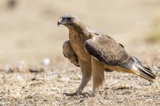 Bonelli's Eagle (Aquila fasciata) juvenile on ground, Andalusia, Spain