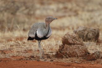 Buff-crested Bustard (Lophotis gindiana), Samburu, Kenya