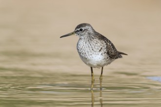 Wood Sandpiper (Tringa glareola) foraging, Eilat, Israel