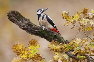 Great Spotted Woodpecker (Dendrocopos major) male, Asturias, Spain