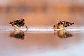 Common Snipe (Gallinago gallinago) foraging, Castile-La Mancha, Spain