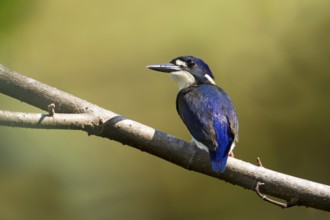 Little Kingfisher (Ceyx pusillus) juvenile, Queensland, Australia