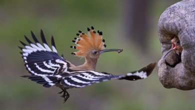 Eurasian Hoopoe (Upupa epops) feeding chick in breeding cavity, Saxony-Anhalt, Germany