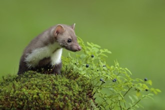 Beech marten, Martes foina, and bilberry with clear green background. Stone marten, detail portrait