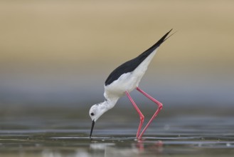 Black-winged Stilt (Himantopus himantopus) male foraging, North Rhine-Westphalia, Germany