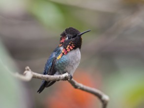Bee Hummingbird (Mellisuga helenae) male perched on a branch, Cuba