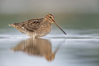 Common Snipe (Gallinago gallinago) foraging, Poland
