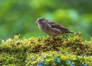 House Sparrow (Passer domesticus) female, Baden-Wuerttemberg, Germany
