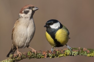 Eurasian Tree Sparrow & Great Tit (Passer montanus & Parus major) perched on a branch, Lower