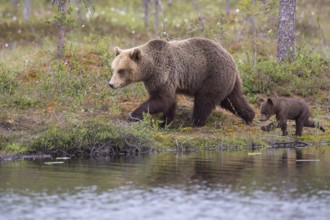 Eurasian Brown Bear (Ursus arctos) mother with cub walking at lake shore, Finland