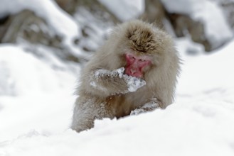 Monkey Japanese macaque, Macaca fuscata, sitting on the snow, Hokkaido, Japan. Winter scene with