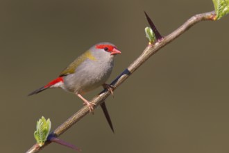 Red-browed Finch (Neochmia temporalis), Australia