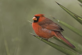 Northern Cardinal (Cardinalis cardinalis), Texas, USA