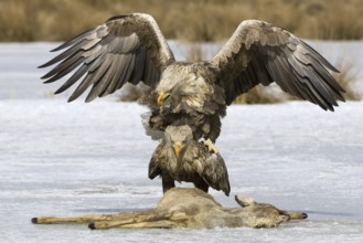 White-tailed Eagle (Haliaeetus albicilla) pair mating, Mecklenburg-Western Pomerania, Germany