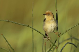 Golden-headed Cisticola (Cisticola exilis) male, Victoria, Australia