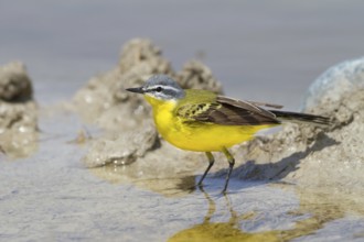 Western Yellow Wagtail (Motacilla flava beema) male, Cyprus