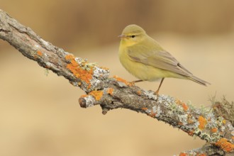 Willow Warbler (Phylloscopus trochilus) perched on lichen branch, Andalusia, Spain