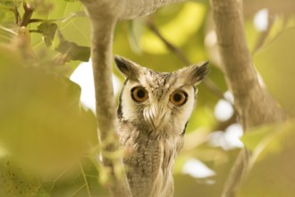 Northern White-faced Owl (Ptilopsis leucotis), Gambia