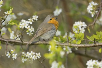 European Robin (Erithacus rubecula) perched on flowering branch, Mecklenburg-Western Pomerania,
