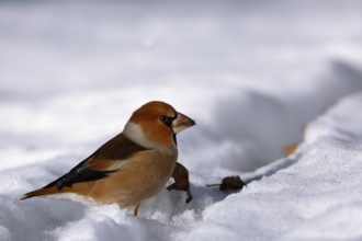 Hawfinch (Coccothraustes coccothraustes) foraging in snow, Saxony-Anhalt, Germany