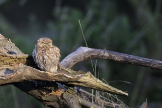 Little Owl (Athene noctua) juvenile perched on an old tree stump, North Rhine-Westphalia, Germany