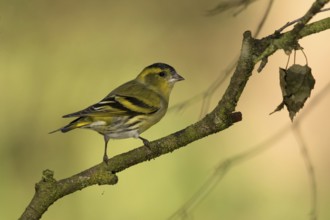 Sijs zittend op tak, Siskin sitting on branch