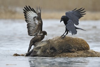 Common Buzzard & Northern Raven (Buteo buteo & Corvus corax) feeding on carrion,