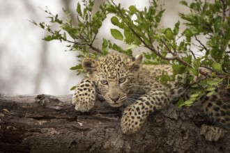 Leopard (Panthera pardus) cub lying on a tree trunk, Sabi Sands, South Africa