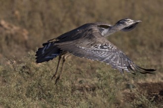 Kori Bustard (Ardeotis kori struthiunculus) male taking flight, Oromia, Ethiopia