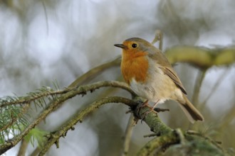 European Robin (Erithacus rubecula), North Rhine-Westphalia, Germany