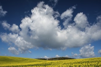 Cloud formation over blooming field of rapeseed (Brassica napus), Ruegen Island,