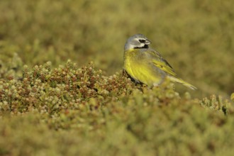 Black-throated Finch (Melanodera melanodera) perched on the ground in the Falkland Islands
