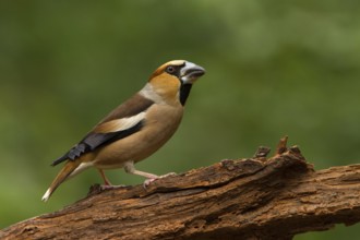 Hawfinch (Coccothraustes coccothraustes) male, Utrecht, Netherlands
