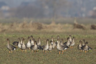 Taiga Bean Goose (Anser fabalis) group foraging in field, North Rhine-Westphalia, Germany