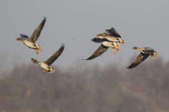Taiga Bean Goose (Anser fabalis) group flying, North Rhine-Westphalia, Germany
