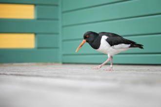 Eurasian Oystercatcher (Haematopus ostralegus), Schleswig-Holstein, Germany