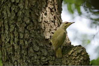 Grey-headed Woodpecker (Picus canus), Saxony, Germany