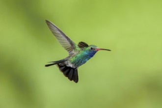 Broad-billed Hummingbird Cynanthus latirostris Santa Rita Mountains, Arizona, USA 18 May Adult Male