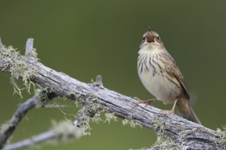 Lanceolated Warbler - Strichelschwirl - Locustella lanceolata ssp. lanceolata, Russia