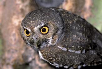 Elf Owl Micrathene whitneyi north of Tucson, Pinal Co., ARIZONA, USA July Adult at Saguaro Cactus