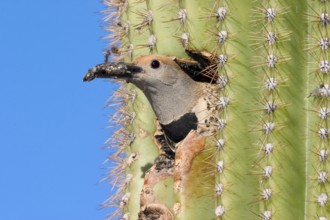 Gilded Flicker Colaptes auratus Tucson, Pima Co., ARIZONA, USA 29 April Adult Female carrying fecal