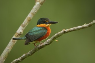 American Pygmy Kingfisher (Chloroceryle aenea), Ecuador