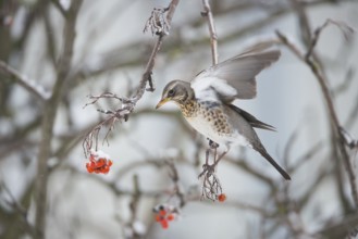 Fieldfare (Turdus pilaris), Thuringia, Germany