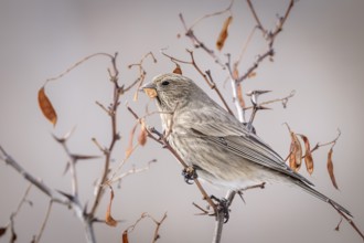 Mountain bullfinch (Carpodacus rubicilla), female, feeding, Himalayas, Spitital, Kaza, Himachal