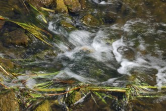 Bottrop, North Rhine-Westphalia, Germany - Renaturalised Boye, the tributary of the Emscher, has