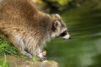 Common raccoon (Procyon lotor) on the edge of a little lake, Bavaria, Germany